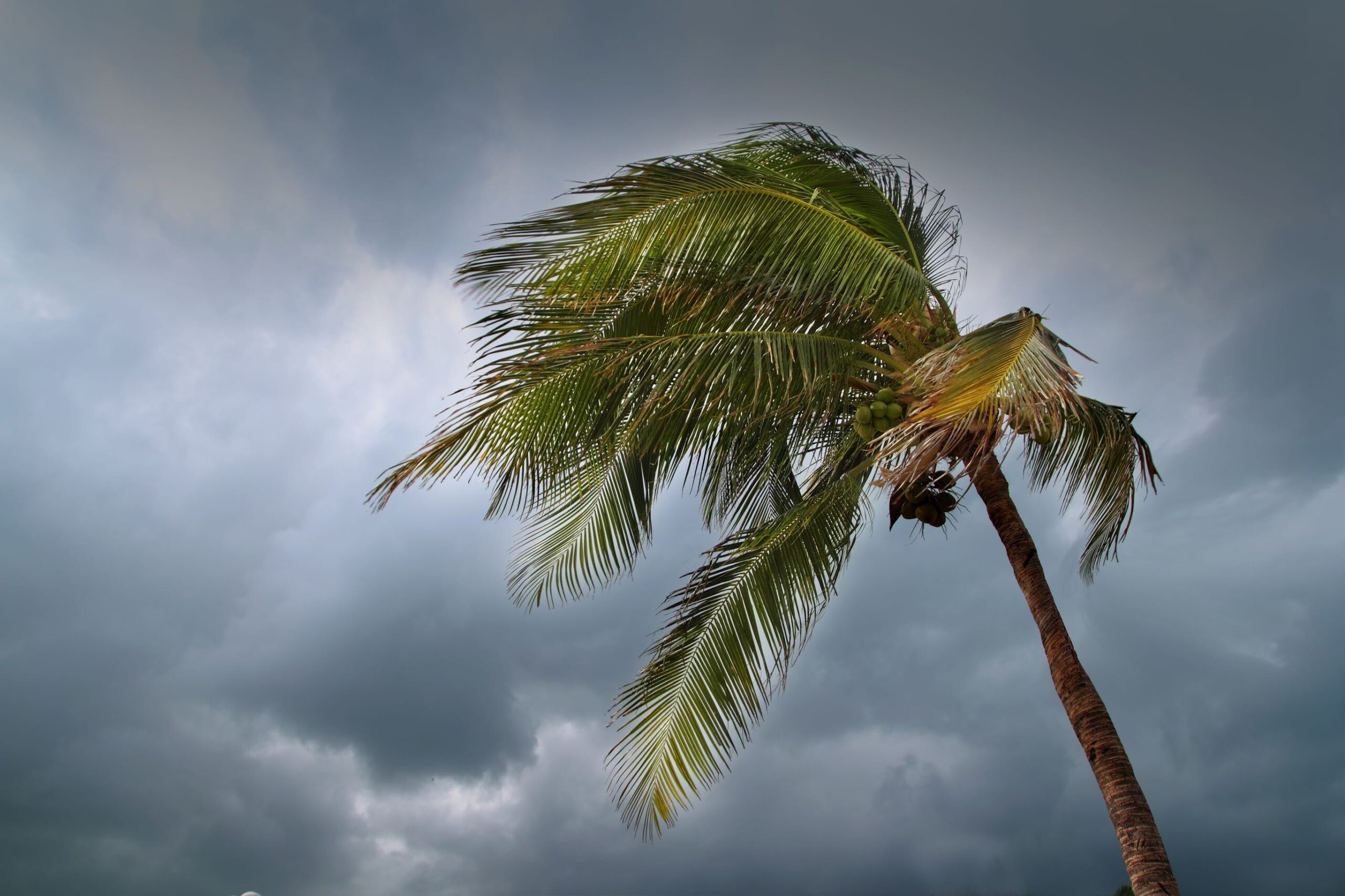 Prepared for commercial repairs: supporting businesses this CAT season 10 A coconut tree blowing in a heavy wind.
