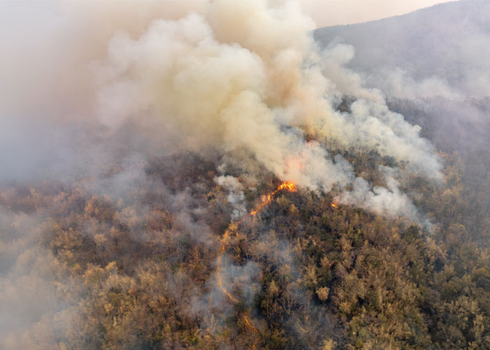 Navigating complex business interruption claims in the aftermath of Asia wildfires 1 25 432 SEDG Asia Wildfires Blog post image